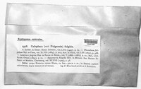 Caloplaca fulgida image